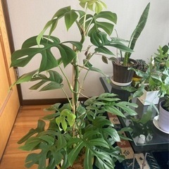 ヒメモンステラ   早い者勝ち！✌️