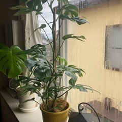 ヒメモンステラ   早い者勝ち！✌️の画像