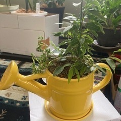 💛黄色ジョウロの観葉植物💛