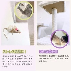 【受け渡し決定】きゃっっとたわー！の画像