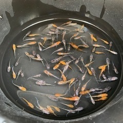 写真のめだか現物100匹