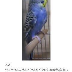 【産卵経験あり】セキセイインコ メス