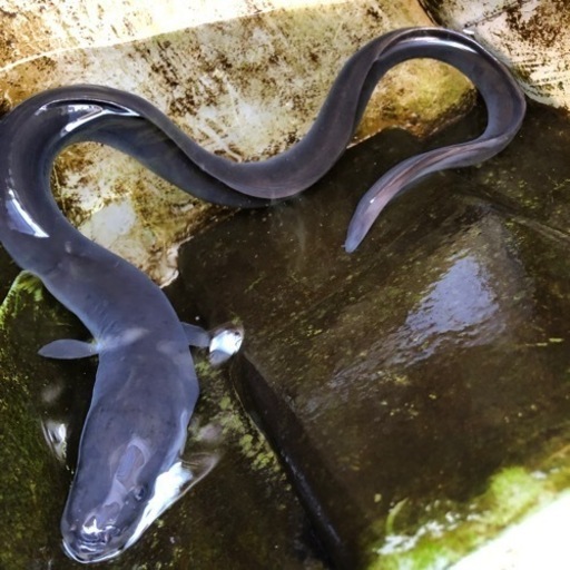 静岡産の天然ウナギ、特大サイズ60cm越え