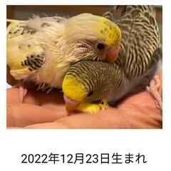 セキセイインコ雛2羽(同腹)