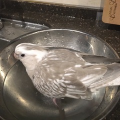 オカメインコ探しています