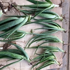 アロエベラ苗木１0本セット　抜き苗　多肉植物の画像