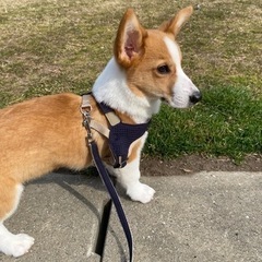 4ケ月のコーギー君を大切にしてくれる飼い主をお探し
