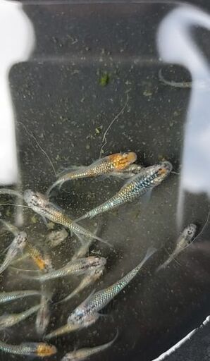 ユリシス　若魚　10匹　メダカ　めだか