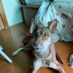 4月で4歳になるミックス犬の中型犬、室内犬です。現在交渉が成立し...