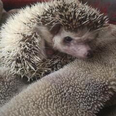 ヨツユビハリネズミ　ノーマルパイド