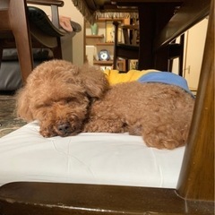 急募🍀甘えん坊なハニーくん🐶 − 鹿児島県