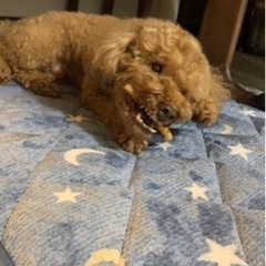 急募🍀甘えん坊なハニーくん🐶 - 里親募集
