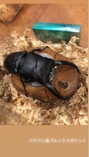 パラワンオオヒラタ　ペア