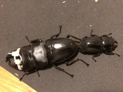 パラワンオオヒラタ　ペア