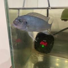 シグリット　熱帯魚