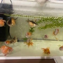 ピンポンパール　金魚