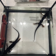 シリケンイモリ