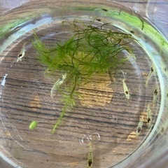 【取引き中】⑥ミナミヌマエビ　10匹
