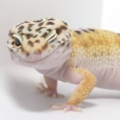 ヒョウモントカゲモドキグッズ