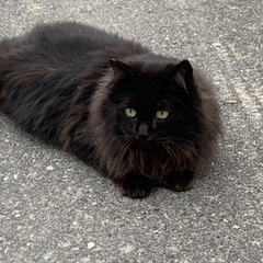 もふもふちゃん、どうでしょうか？長毛種です
