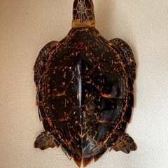亀　オブジェ　カメ置物　海亀 
