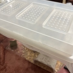 ヨーロッパイエコオロギ SSサイズ 中古プラケース付き