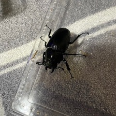 ギラファノコギリクワガタ♂♀♀トリオ⓶