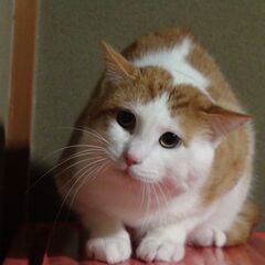 愛嬌たっぷり独特な顔模様の茶トラです。去勢済みです。