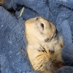動物好きな20代の男性募集！ - 八王子市