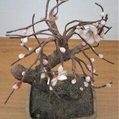 【中古品】フェイクミニ盆栽梅の木の画像