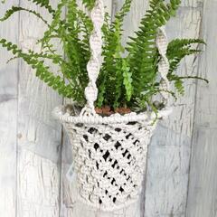 ネフロレピス ダッフィー　　観葉植物の画像