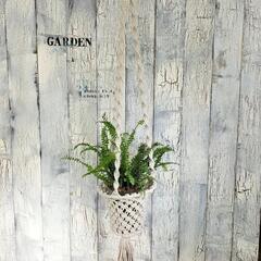 ネフロレピス ダッフィー　　観葉植物の画像