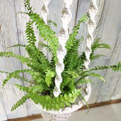 ネフロレピス ダッフィー　　観葉植物の画像