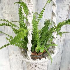 ネフロレピス ダッフィー　　観葉植物の画像