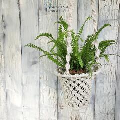 ネフロレピス ダッフィー　　観葉植物