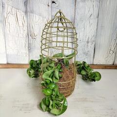 ホヤ コンパクタ　観葉植物の画像