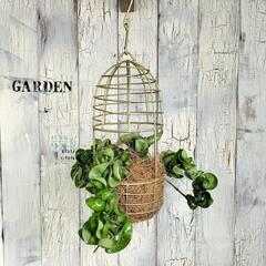 ホヤ コンパクタ　観葉植物