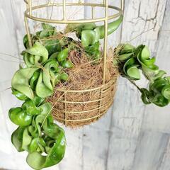 ホヤ コンパクタ　観葉植物の画像