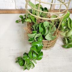 ホヤ コンパクタ　観葉植物の画像