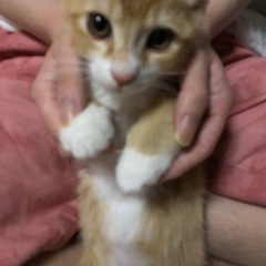生後3ヶ月の子猫の里親募集 - 猫