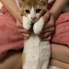 生後3ヶ月の子猫の里親募集 - 西東京市