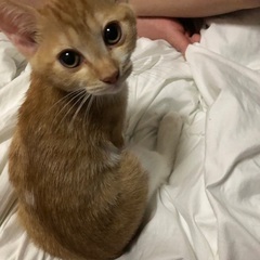 生後3ヶ月の子猫の里親募集 − 東京都
