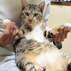 イケメン顔なのに甘えん坊💙「えーさく」♂ - 猫