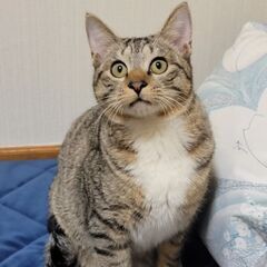 イケメン顔なのに甘えん坊💙「えーさく」♂ - 木更津市