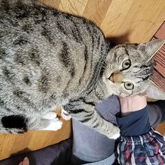 イケメン顔なのに甘えん坊💙「えーさく」♂ - 里親募集