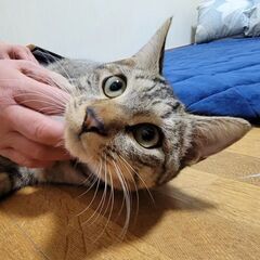 イケメン顔なのに甘えん坊💙「えーさく」♂ − 千葉県