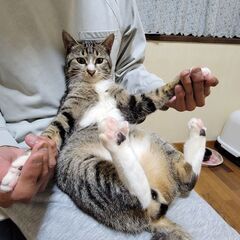 ハートのしっぽ&デレにゃん💚「びーさく」♂ - 猫