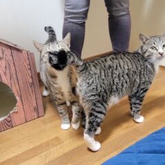 ハートのしっぽ&デレにゃん💚「びーさく」♂ − 千葉県