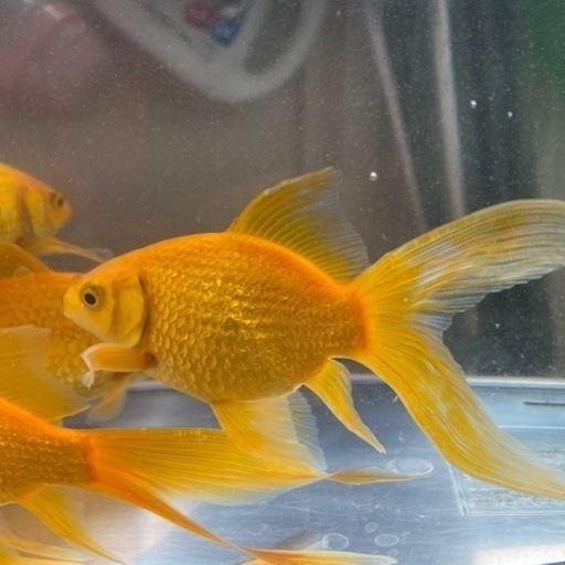 木村養魚場産　キラキラ　3匹