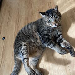 雑種オス猫兄弟2匹引き取ってくださる方を探しています（飼育に必要...